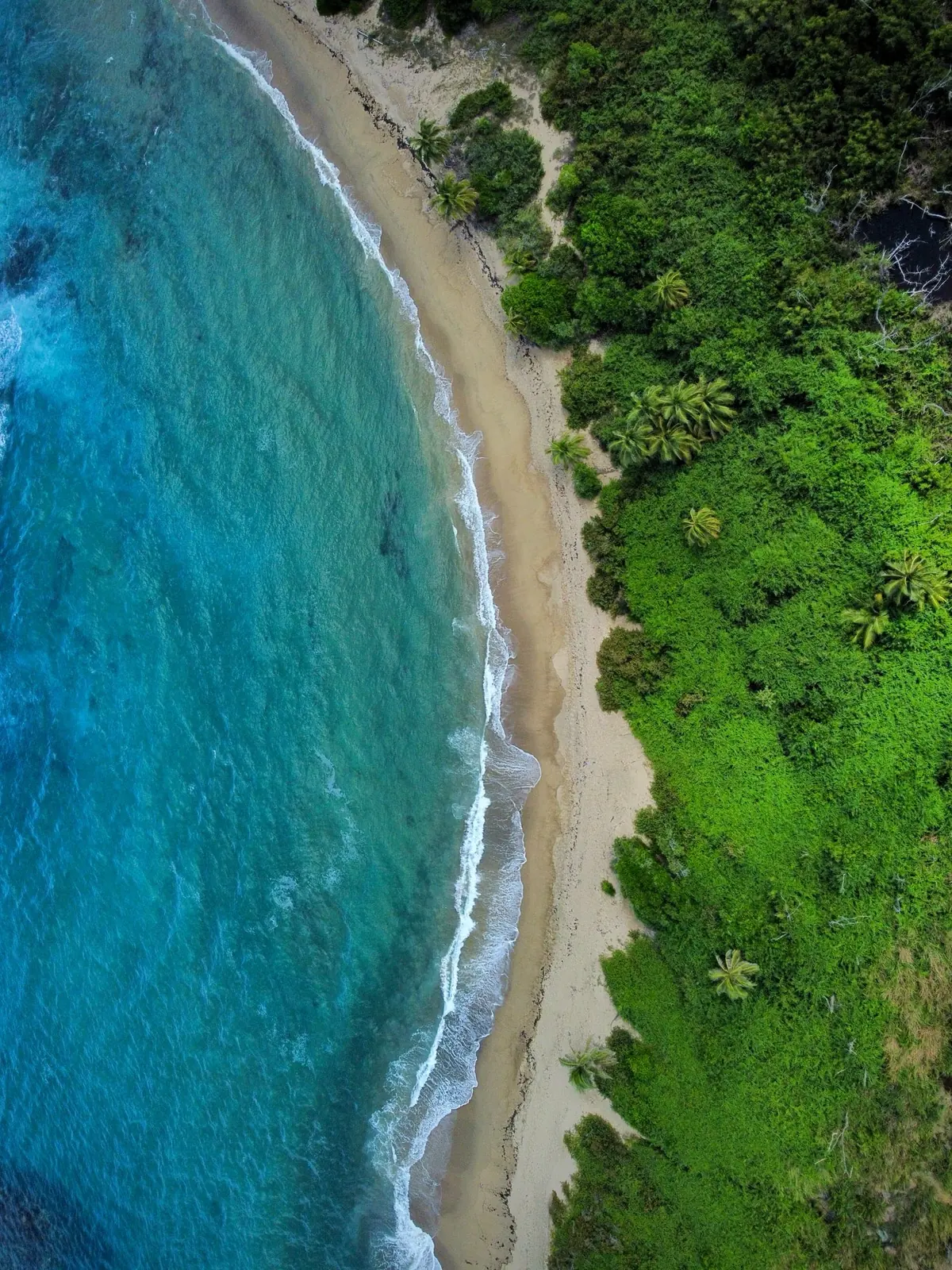 The beach from above: turquoise water, a curve of sand and a line of palms